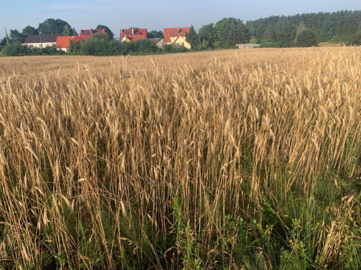 Tumidaj Cottage Bogacko Eksteriør billede